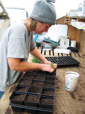 Potting plants.